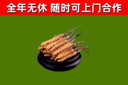 重庆烟酒回收冬虫夏草.jpg